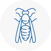 Stowmarket Wasp Nest Removal